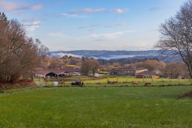 Galiçya, İspanya: Camino de Invierno (Kış Yolu), Galiçya, İspanya 'da yeşil bir alanda otlayan ineklerle dolu bir çiftlik.