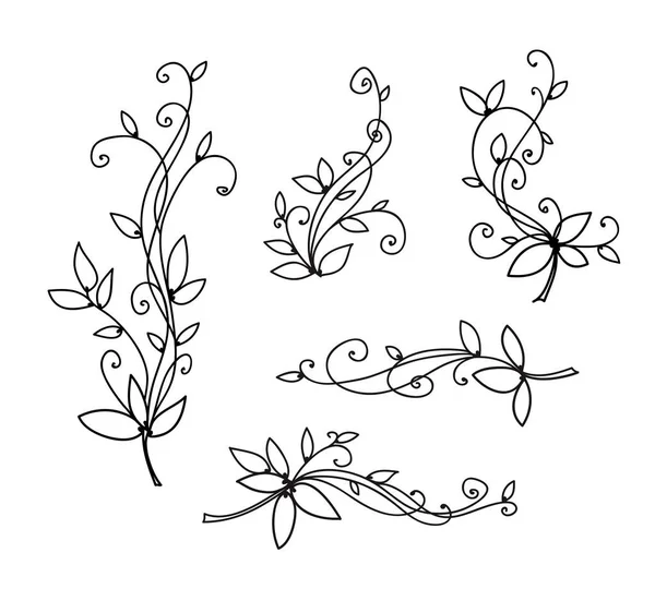Collection Dessin Ligne Décorative Aux Herbes Concept Flore Beauté Illustration — Image vectorielle