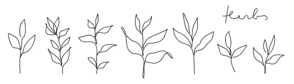 Collezione Arte Herb Line Astratto Foglie Linea Continua Set Disegno — Vettoriale Stock