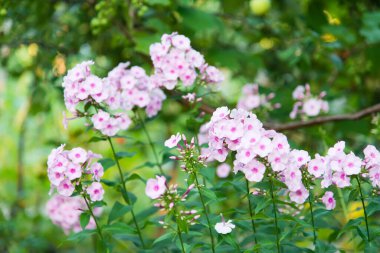 Plox parlak yaz çiçekleri. Güneşli bir günde bahçede çiçek açan dallar..