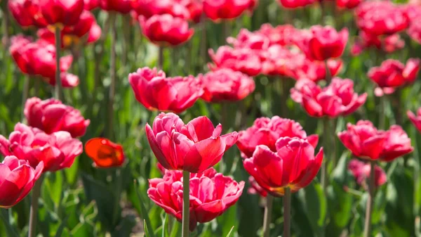 Rózsaszín Tulipán Virágzik Napsütés Alatt Kertben Gyönyörű Virág Háttér — Stock Fotó