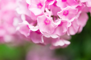 Bahçe fenomeni. Phlox panikledi, parlak yaz çiçekleri. Güneşli bir günde bahçede çiçek açan fenomen dalları. Yumuşak bulanık seçici odak.