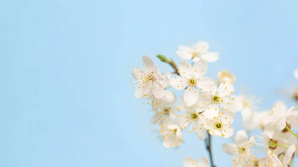 Větve Kvetoucího Třešňového Makra Měkkým Zaměřením Jemné Světle Modré Pozadí — Stock fotografie
