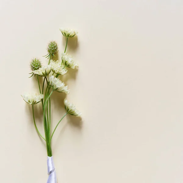 Soft Lemon Meadow Flowers Scabious Field Pastel Background Scabious Flower — Fotografia de Stock