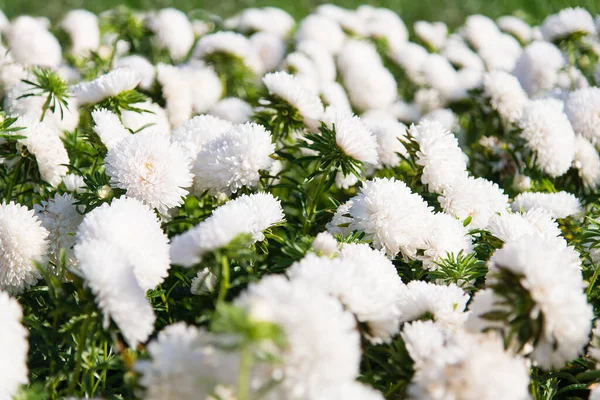 Fehér Őszirózsa Virágok Zöld Levelek Hátterében Közelkép Egy Pirítós Virágos — Stock Fotó