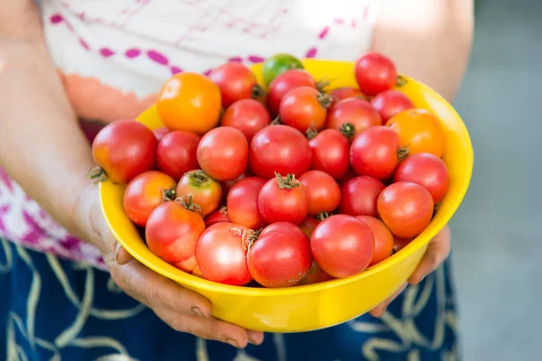 Close Red Yellow Ripe Tomatoes Basket Organic Farm Female Hands — Stock Photo, Image