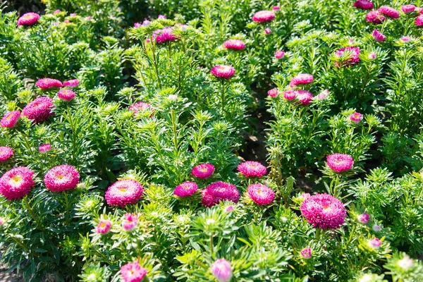 Asters Bloom Sunshine Garden — Stock Photo, Image