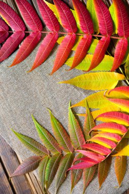 Fikrin ve mesajın için sonbahar çerçevesi. Sonbahar geldi. Sarı, kırmızı, turuncu yapraklar. Çerçevenin sol tarafına uzanmış..
