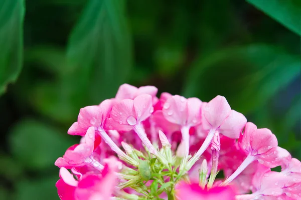 Jardim Phlox Flores Verão Brilhantes Floração Ramos Phlox Jardim Dia — Fotografia de Stock