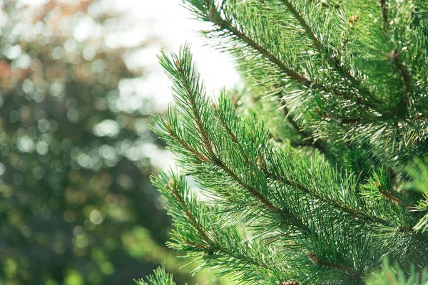 Árvore Natal Crescendo Livre Closeup Conceito Papel Parede Ano Novo — Fotografia de Stock