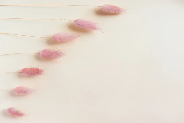 Pink Dry Flowers Pastel Background Minimal Flat Lay Top View — Fotografia de Stock