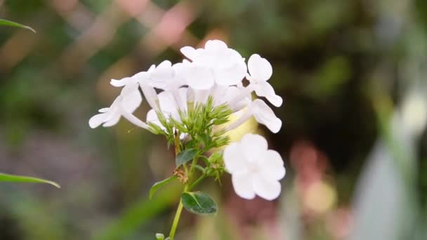 Zahradní Phlox Jasné Letní Květiny Kvetoucí Větve Floxu Zahradě Slunečného — Stock video