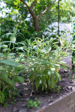 Sage officinalis (Salvia officinalis) - büyüme aşamaları