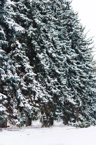 Vinter Granar Och Snö Naturen — Stockfoto