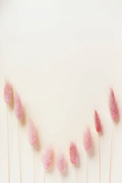 Pink Dry Flowers Pastel Background Minimal Flat Lay Top View — Stockfoto