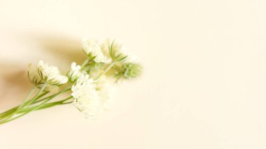 Soft lemon meadow flowers (scabious field) on a pastel background. Scabious flower - Cephalaria.