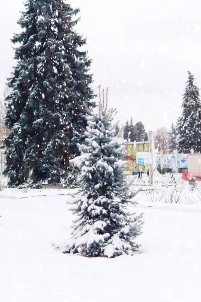 冬天的风景 公园里被雪覆盖的树 — 图库照片