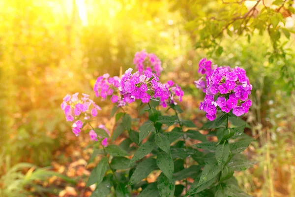 Пышное украшение сада: весенние флоксы – прекрасный выбор для ярких цветочных композиций