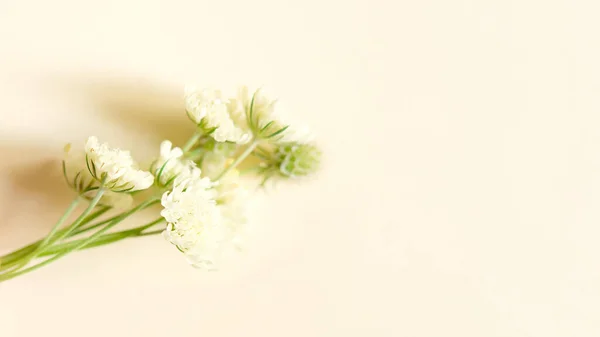 Μαλακά Άνθη Λιβαδιού Λεμονιού Scabious Field Παστέλ Φόντο Scabious Flower — Φωτογραφία Αρχείου