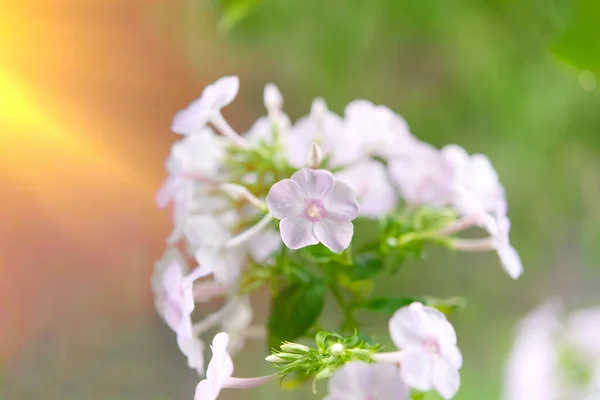 Plox Parlak Yaz Çiçekleri Güneşli Bir Günde Bahçede Çiçek Açan — Stok fotoğraf
