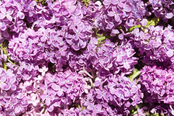 Macro Imagem Primavera Flores Lilás Violeta Macio Fundo Floral Sazonal — Fotografia de Stock