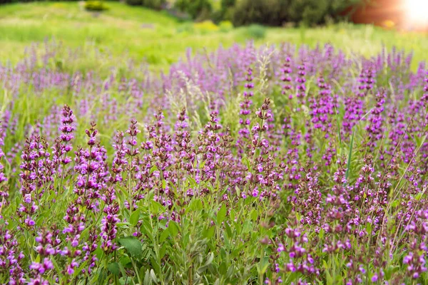 夏天的时候 在花园里放着紫色花的普通药草李子 非传统草药 顺势疗法和美容疗法中有用的植物 — 图库照片