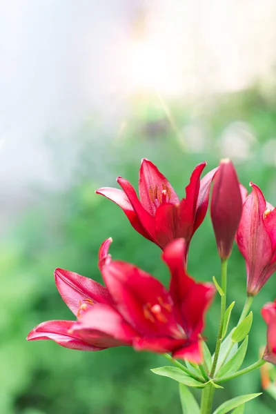 Krásná Lilie Květ Pozadí Zelených Listů Lily Květiny Zahradě — Stock fotografie