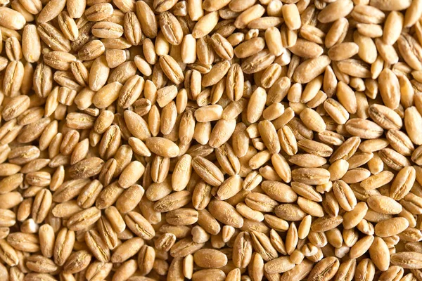stock image close up of wheat seeds