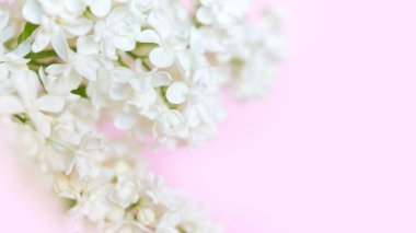 Açık pembe pastel renklerde narin doğal çiçek arkaplanı. Leylak çiçeklerinin doğadaki dokusu yumuşak odaklı, makro.