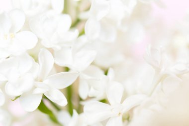 Açık pembe pastel renklerde narin doğal çiçek arkaplanı. Leylak çiçeklerinin doğadaki dokusu yumuşak odaklı, makro.