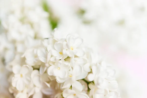 Fundo Floral Natural Delicado Cores Pastel Rosa Claro Textura Flores — Fotografia de Stock