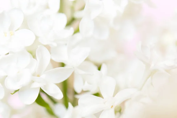 stock image Delicate natural floral background in light pink pastel colors. Texture of Lilac flowers in nature with soft focus, macro.