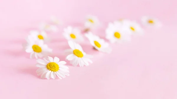 Λεπτό Φυσικό Φλοράλ Φόντο Ανοιχτό Ροζ Παστέλ Χρώματα Λευκά Λουλούδια — Φωτογραφία Αρχείου