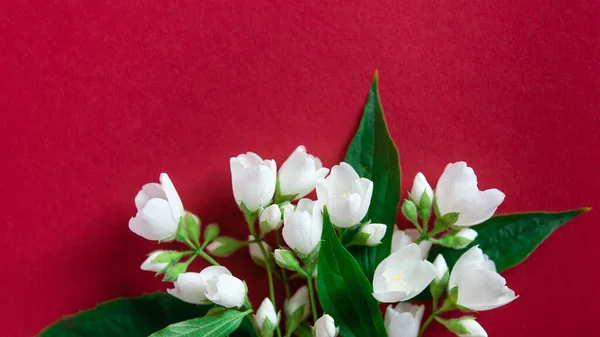 红色背景上的白色茉莉花 — 图库照片