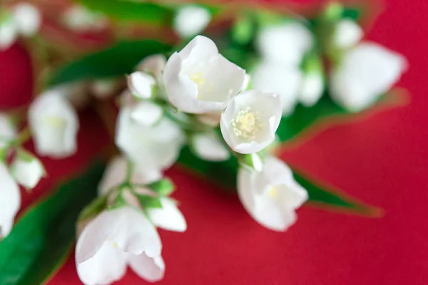 Flores Brancas Jasmim Fundo Vermelho — Fotografia de Stock