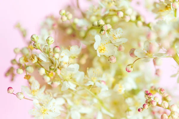 Fundo Floral Natural Delicado Cores Pastel Rosa Claro Textura Filipendula — Fotografia de Stock