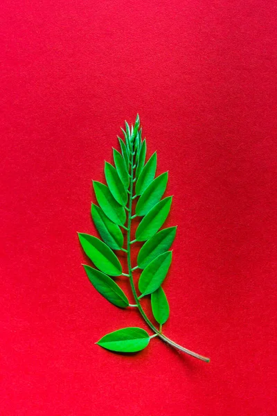 배경의 초록색 잎입니다 원문을 배경밝은 — 스톡 사진