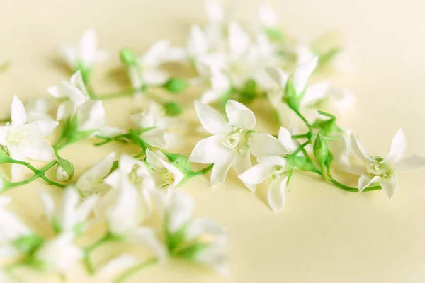 Delikatne Naturalne Tło Kwiatowe Jasnych Pastelowych Kolorach Tekstura Jaśminu Kwiaty — Zdjęcie stockowe