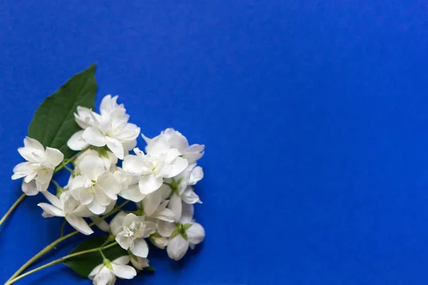 Λευκά Λουλούδια Μπλε Φόντο — Φωτογραφία Αρχείου