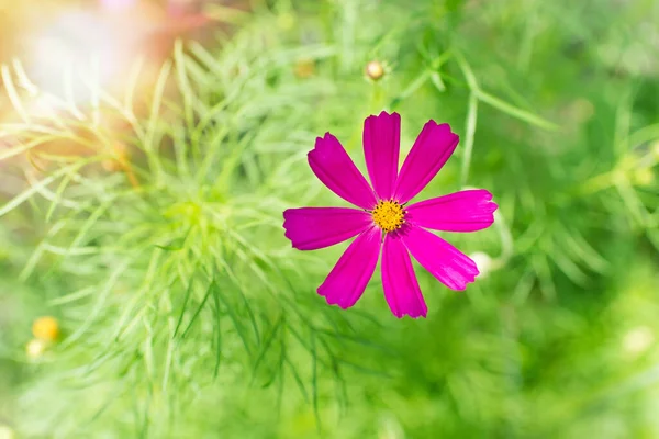 Λουλούδια Του Σύμπαντος Στον Κήπο Είναι Όμορφα Κοντινό Πλάνο Ταχυδρομική — Φωτογραφία Αρχείου