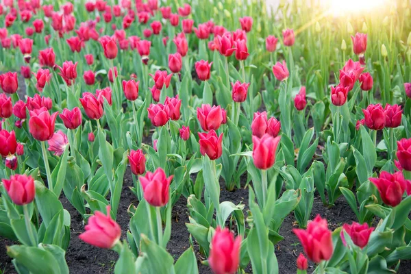 Rózsaszín Tulipán Virágzik Napsütés Alatt Kertben — Stock Fotó