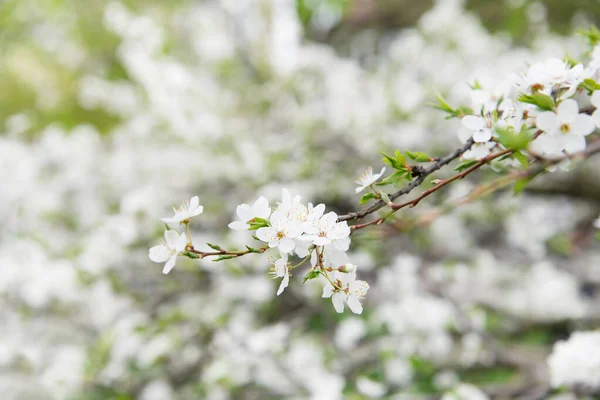 Άνθη Κερασιάς Όμορφα Λευκά Λουλούδια Την Άνοιξη Ηλιόλουστη Μέρα Για — Φωτογραφία Αρχείου
