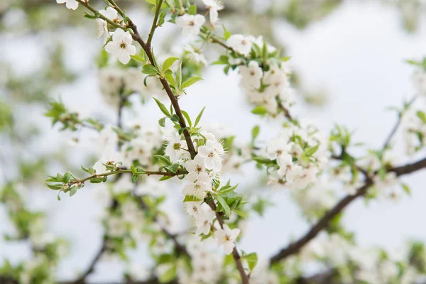 Flores Cerejeira Belas Flores Brancas Dia Ensolarado Primavera Para Fundo — Fotografia de Stock