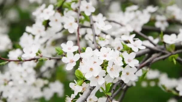 Körsbärsblommor Vackra Vita Blommor Våren Solig Dag För Bakgrund Eller — Stockvideo