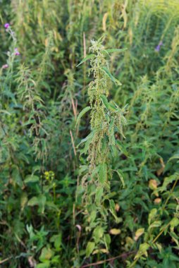 Bahçedeki ısırgan otları. Nettle, kanama, idrar söktürücü, antipiretik, yara iyileştirme ve antiheumatik madde olarak kullanılan tıbbi bir bitkidir..