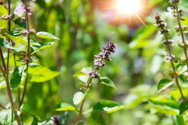Çiçekli fesleğen yaprakları ve çiçekler.