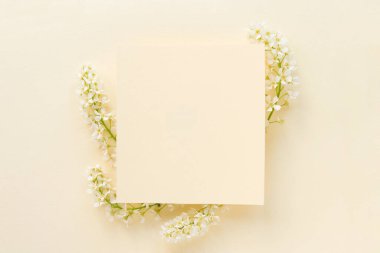  branches of blooming white bird cherry on a plain, delicate pastel background. clipart