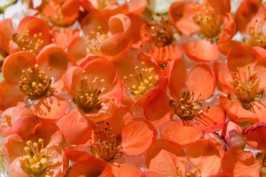 Orange Flower Inside Close Up. Decorative Japanese quince.