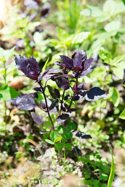 Çiçekli fesleğen yaprakları ve çiçekler.