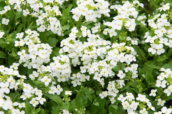 Tiny White Flowers Alyssum Maritimum Common Name Sweet Alyssum Sweet — Stock Fotó
